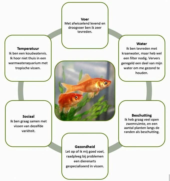 5 Tips Om Te Beginnen Met Het Kweken Van Vis